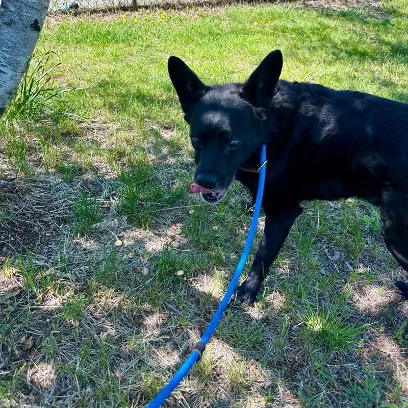 A senior medium-sized male Black Mixed Breed dog named Buck for adoption in Conway, NH