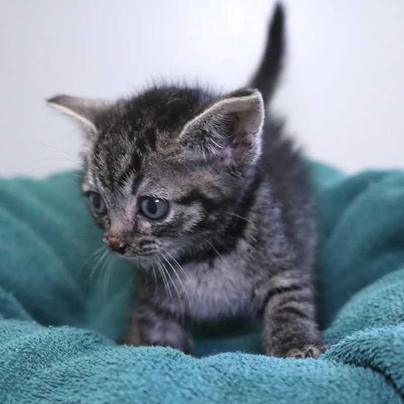 A baby small-sized female Brown / Chocolate Domestic Short Hair cat named Juno for adoption in Rifle, CO