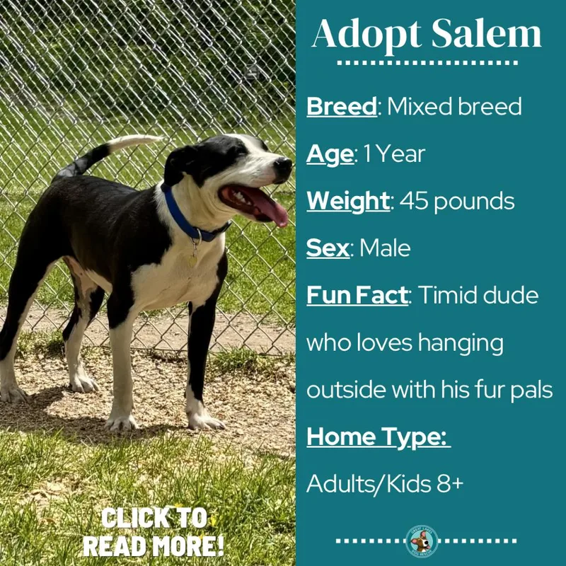 Salem thumbnail 4