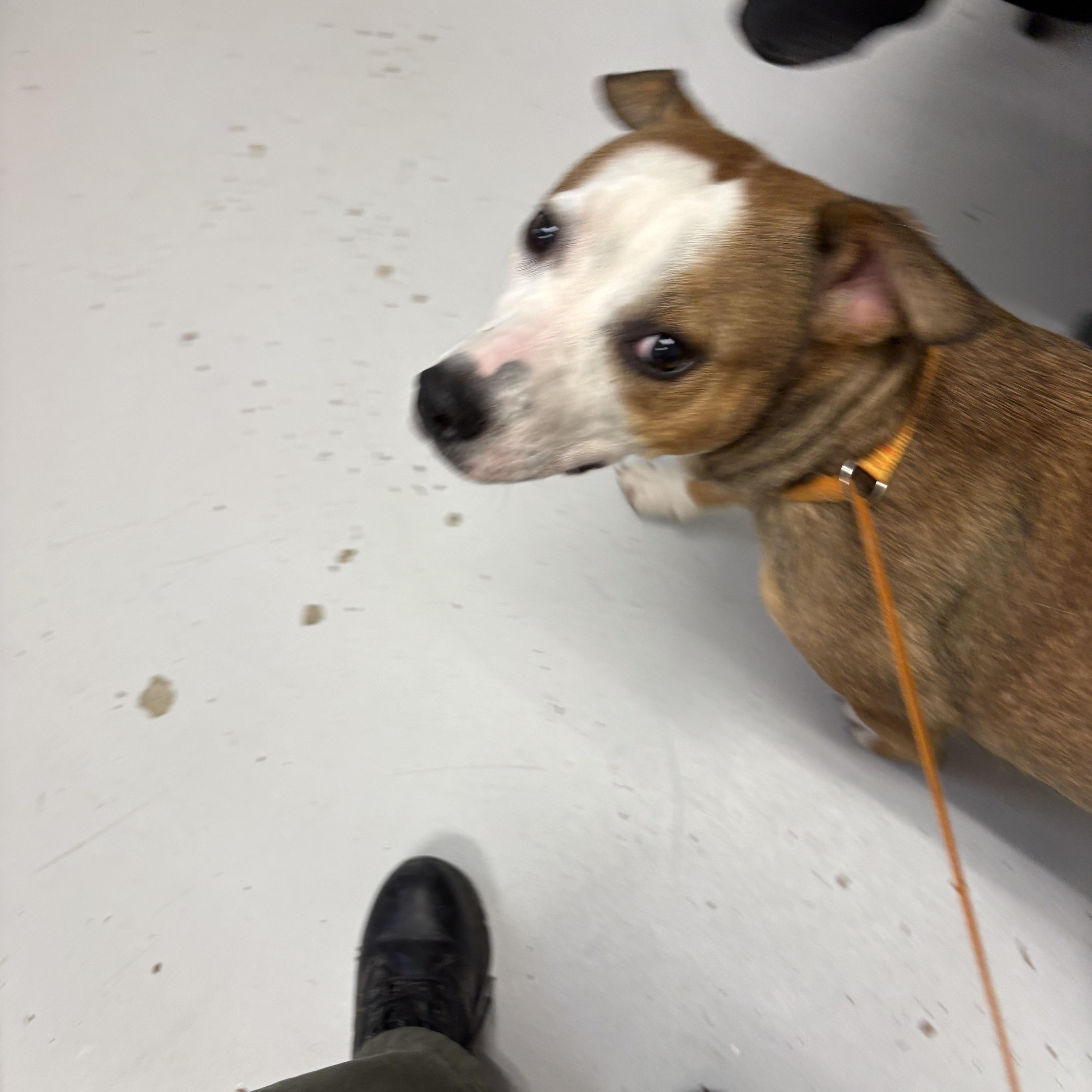 A young medium-sized female Golden Pit Bull Terrier dog named Pippin for adoption in Elberon, VA