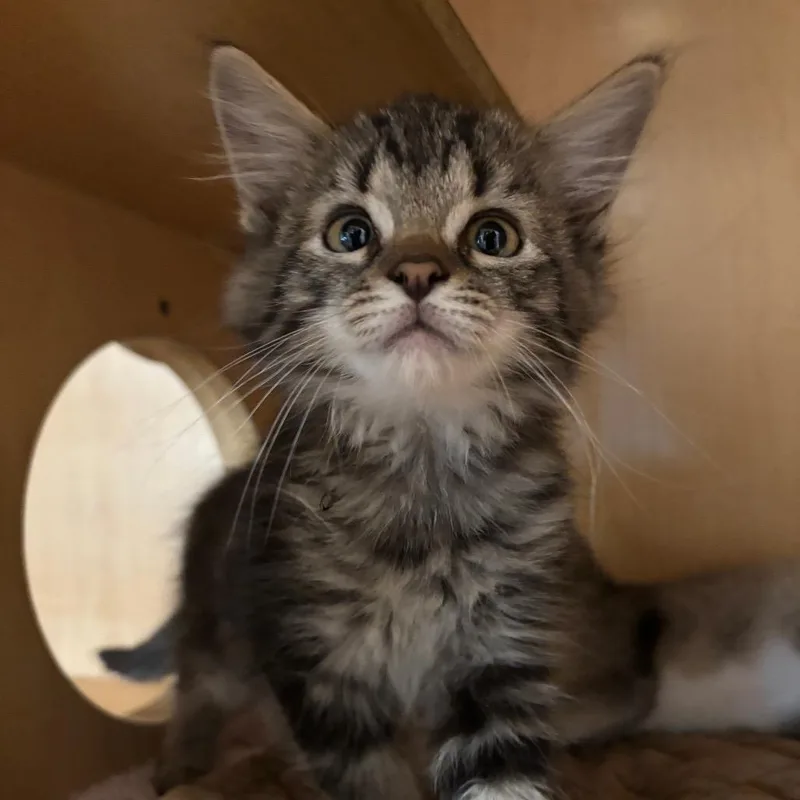 A baby small-sized female Brown / Chocolate Domestic Short Hair cat named Microwave for adoption in Washington Township, OH