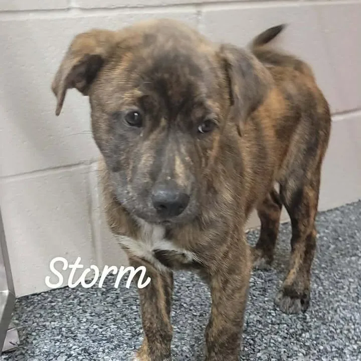 Storm