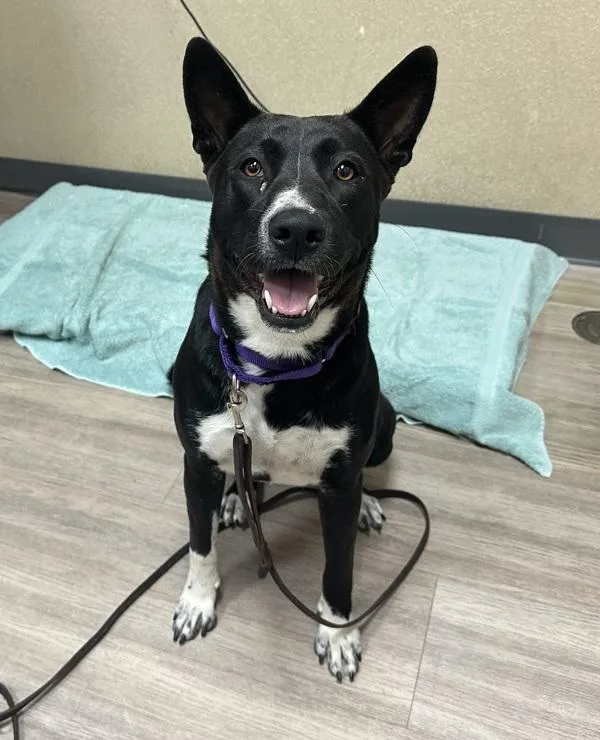 An adult medium-sized female Shepherd dog named Gigi for adoption in Oceanside, CA