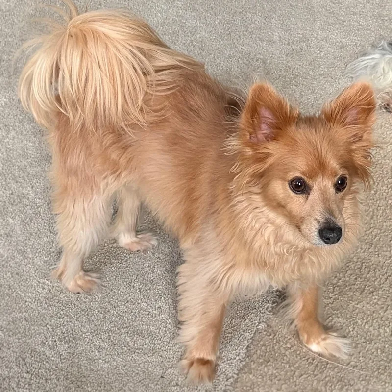An adult small-sized female Pomeranian dog named Peanut Butter for adoption in Brockport, NY