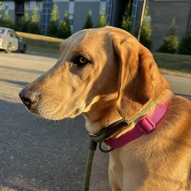 A young medium-sized female Yellow Labrador Retriever dog named Taz for adoption in Lynchburg, VA