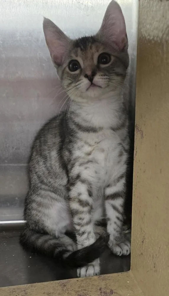 A baby small-sized female Gray / Blue / Silver Domestic Short Hair cat named Octavia for adoption in Broomfield, CO
