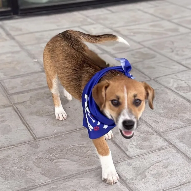 A young small-sized female Yellow / Tan / Blond / Fawn Cardigan Welsh Corgi dog named Tootie for adoption in Bastrop, TX
