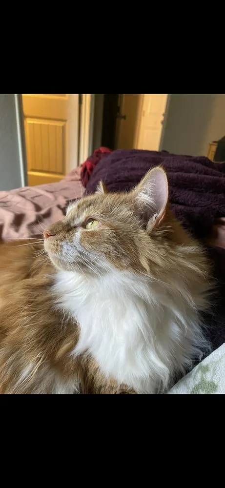 An adult large-sized female Domestic Long Hair cat named Clementine for adoption in Plumerville, AR