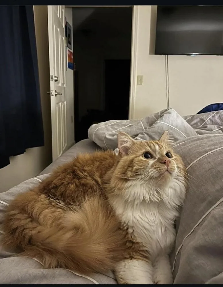 Clementine thumbnail 3