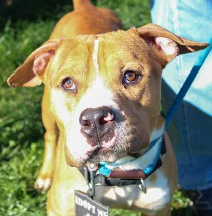 An adult medium-sized male Mixed Breed dog named G Herbo for adoption in West Chester, PA