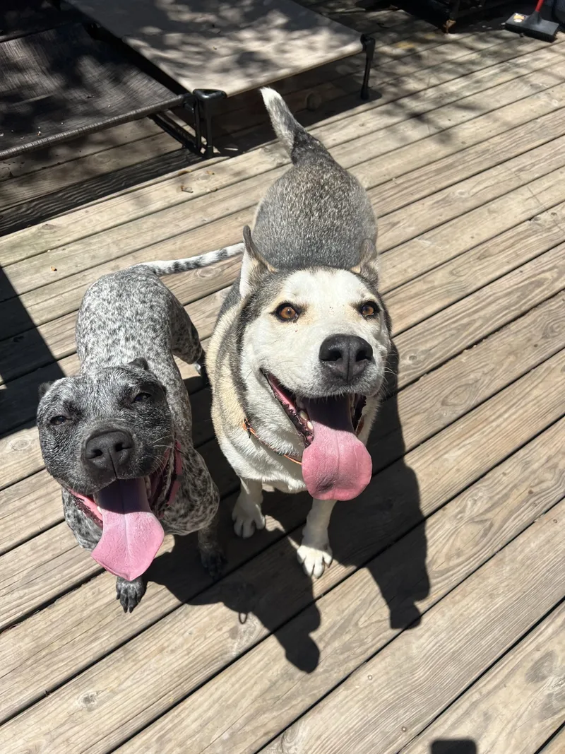 Louie Bouie thumbnail 4