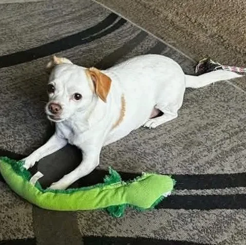An adult small-sized female Chihuahua dog named Little Bit for adoption in Helena, AL