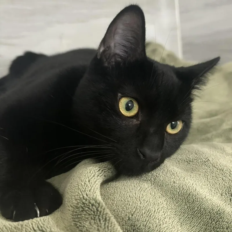 An adult medium-sized male Black Domestic Short Hair cat named Jellybean for adoption in Yucca Valley, CA