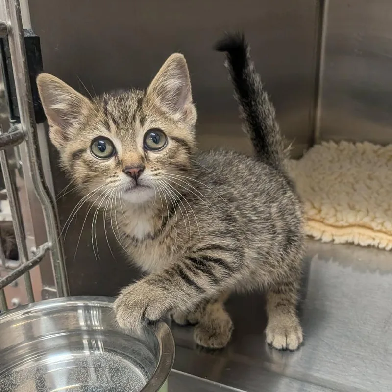 A baby small-sized male Brown / Chocolate Domestic Short Hair cat named Rocko for adoption in Prairie du Chien, WI