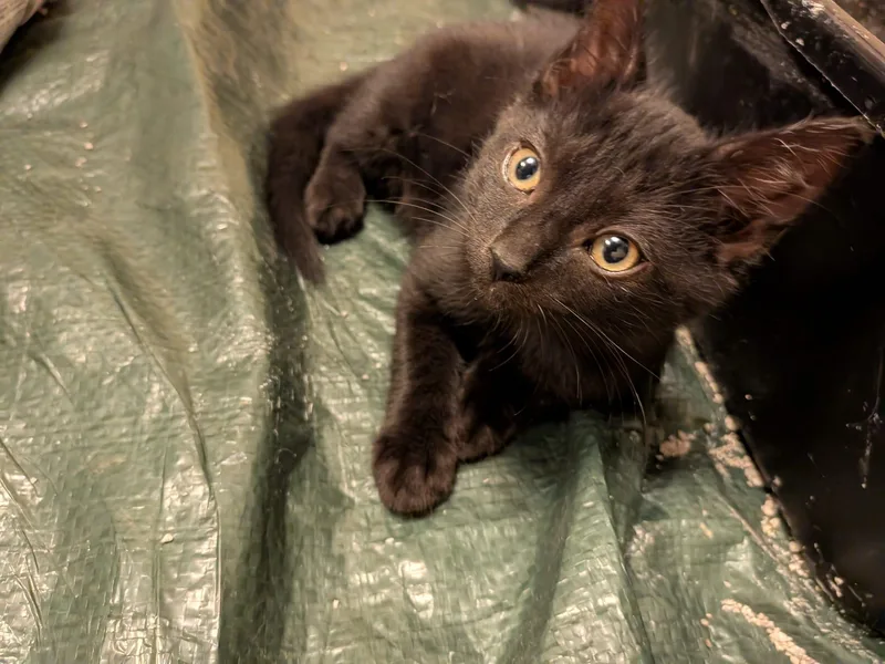 A baby medium-sized female Black Domestic Short Hair cat named Berger for adoption in Philadelphia, PA