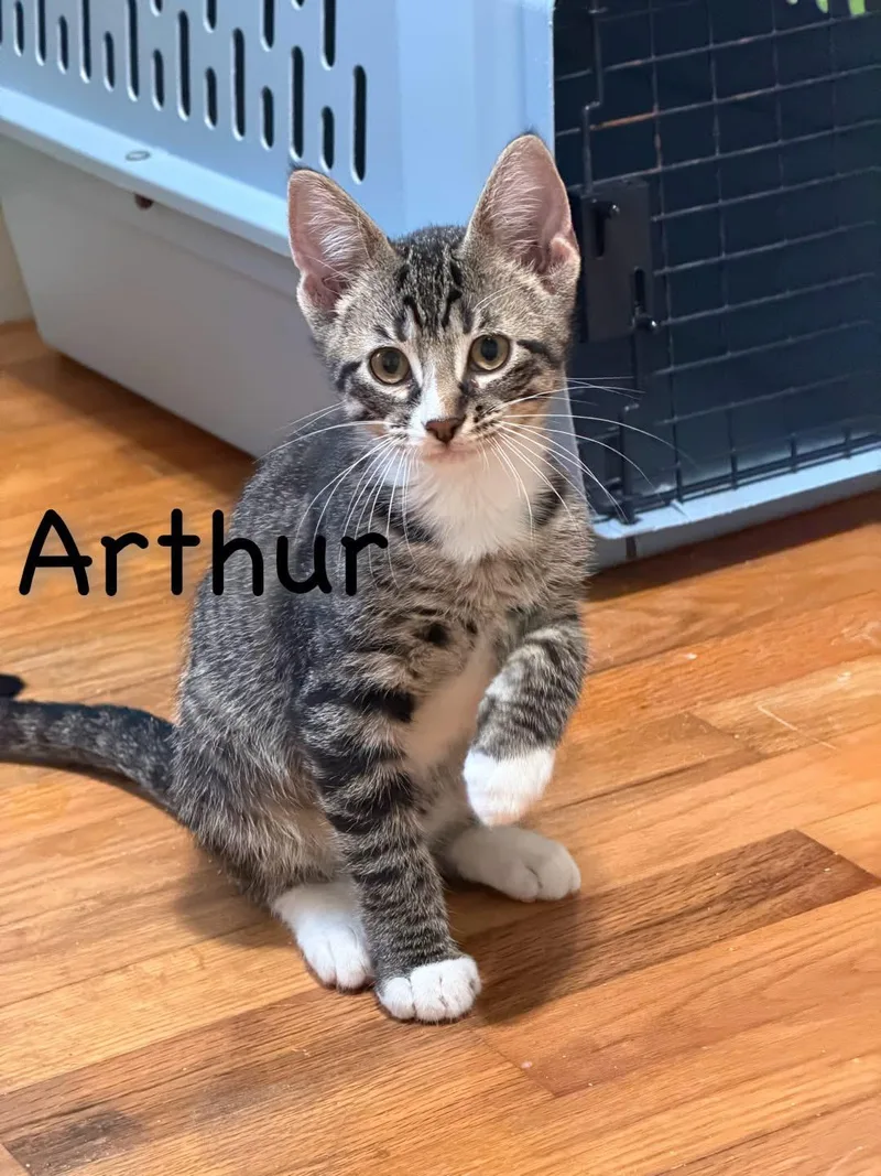 Arthur thumbnail 2