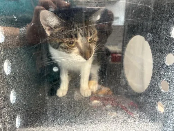 A young medium-sized female Domestic Short Hair cat named Cleocatra for adoption in New York, NY