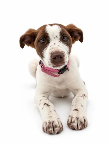 A young medium-sized female Collie dog named Penelope for adoption in Bowling Green, KY