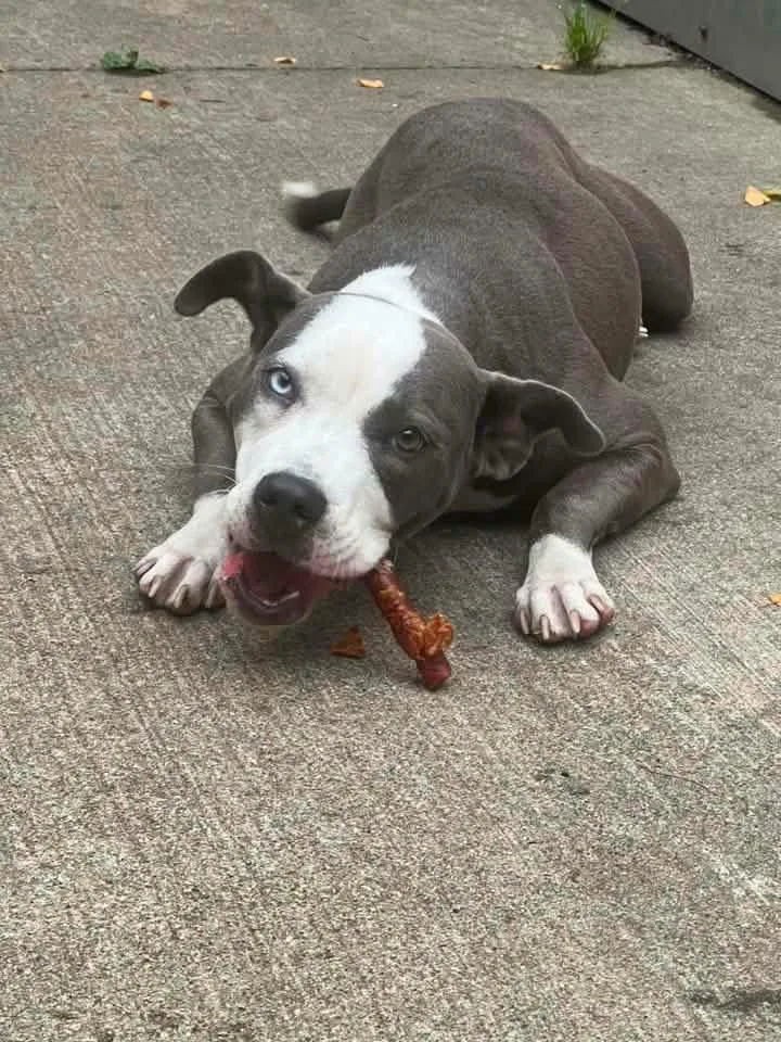 An adult medium-sized female Gray / Blue / Silver Pit Bull Terrier dog named Essie for adoption in Chicago, IL