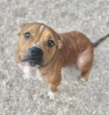 Hulk Hogan thumbnail 2