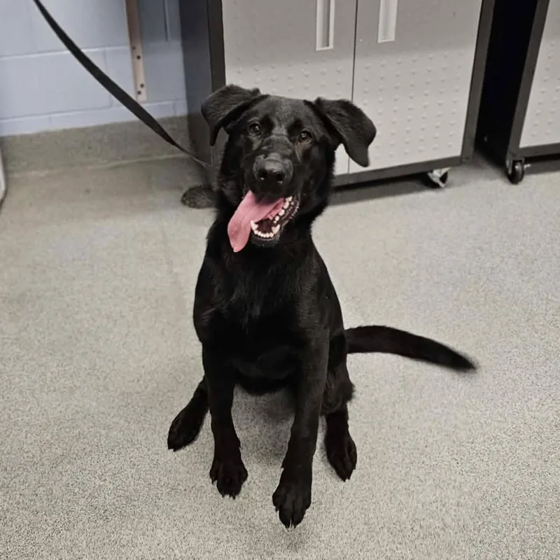 A young medium-sized female Black Retriever dog named Pepper for adoption in Martinsville, VA