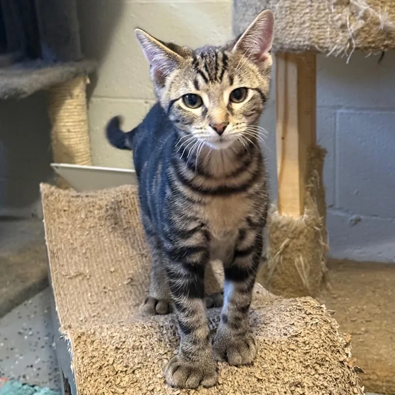 A baby small-sized male Brown / Chocolate Domestic Short Hair cat named Frito for adoption in Gibsonia, PA