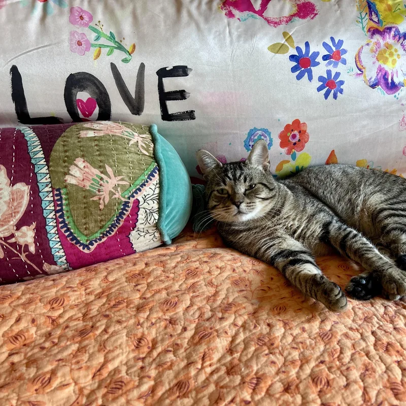 An adult medium-sized male Domestic Short Hair cat named Alfie for adoption in Norwalk, CT