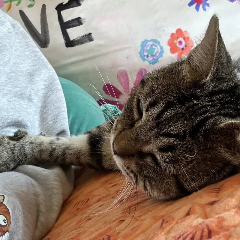 Alfie thumbnail 3