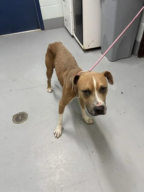 An adult medium-sized male Pit Bull Terrier dog named Tyson for adoption in Corpus Christi, TX
