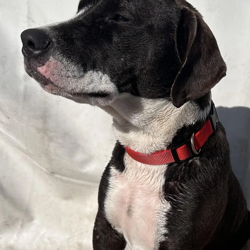 Honeybun thumbnail 2