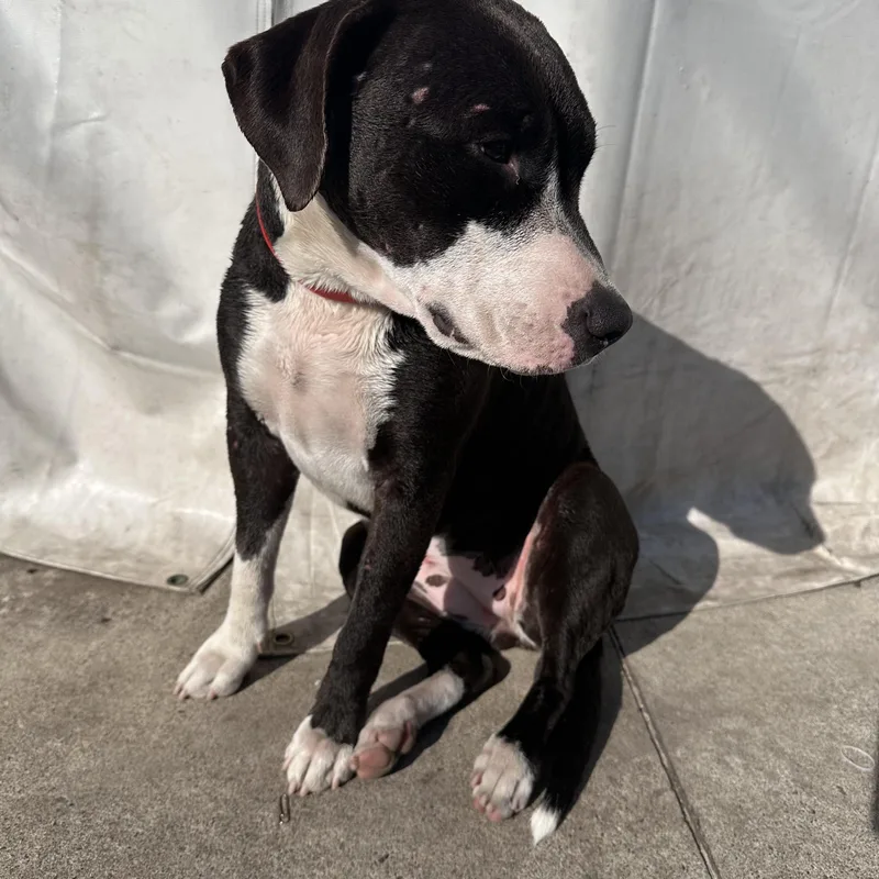 Honeybun thumbnail 3