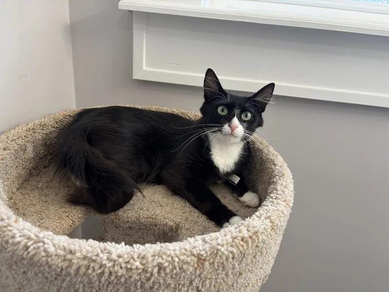An adult medium-sized female Domestic Medium Hair cat named Bootsie JN for adoption in Greenville, SC
