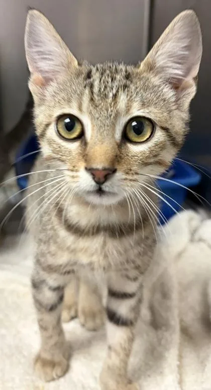 A baby small-sized male Domestic Short Hair cat named Spice for adoption in West Chester, PA