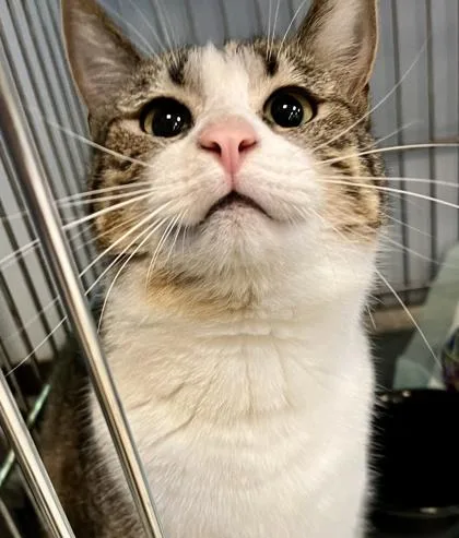 An adult medium-sized male Brown / Chocolate Domestic Short Hair cat named West for adoption in Lafayette, IN