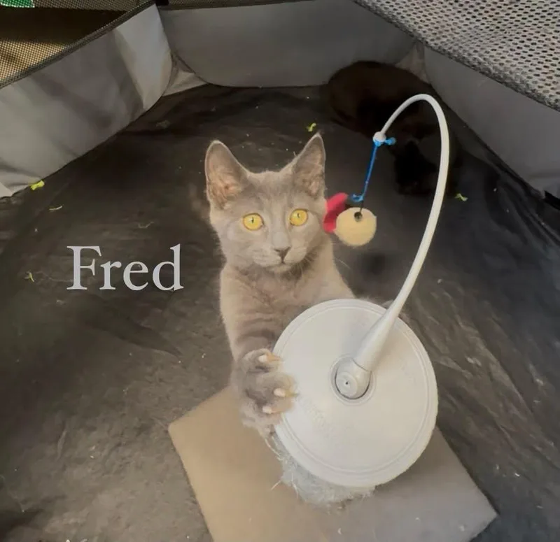 A young medium-sized male Gray / Blue / Silver Domestic Short Hair cat named Fred for adoption in Spring Lake, NJ