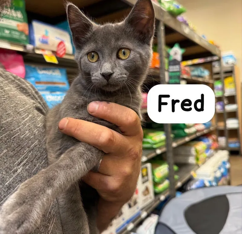 Fred thumbnail 2