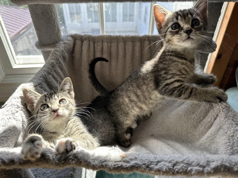 A baby medium-sized female Tabby cat named Bobbi for adoption in Sewaren, NJ