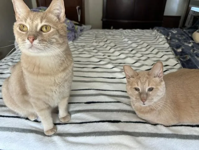 An adult medium-sized male Orange / Red Domestic Short Hair cat named Snowball and Tiger for adoption in CANONSBURG, PA