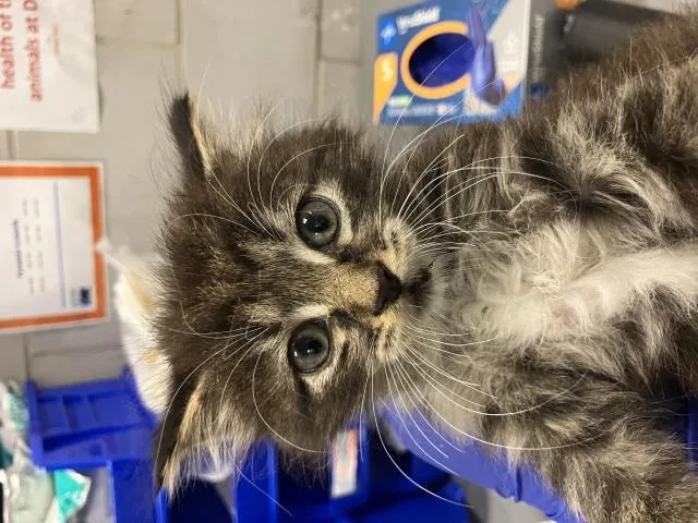 A baby small-sized male Domestic Medium Hair cat named Mooney for adoption in Dallas, TX