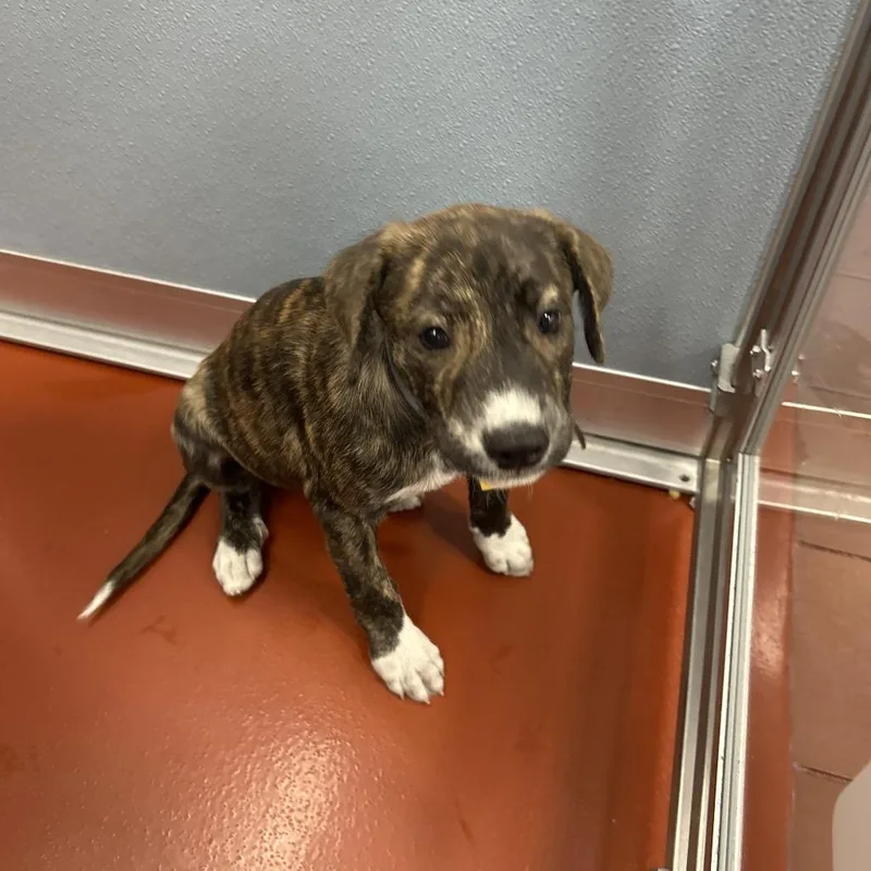 A baby small-sized male Anatolian Shepherd dog named R Peak for adoption in Port Washington, NY