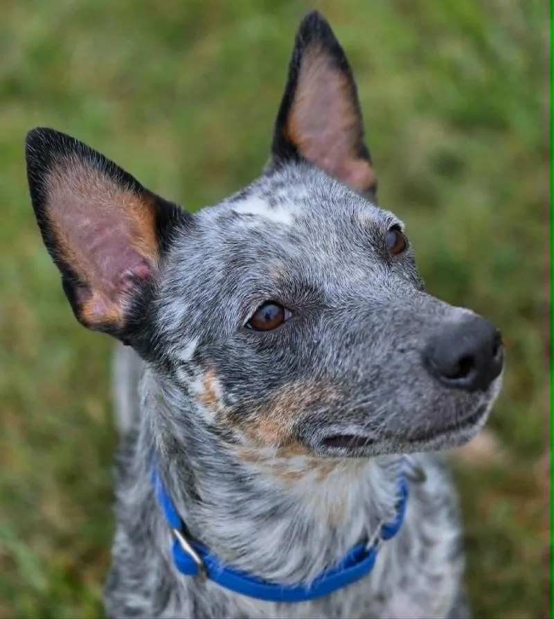 A baby medium-sized male Australian Cattle Dog / Blue Heeler dog named Nova for adoption in Moberly, MO
