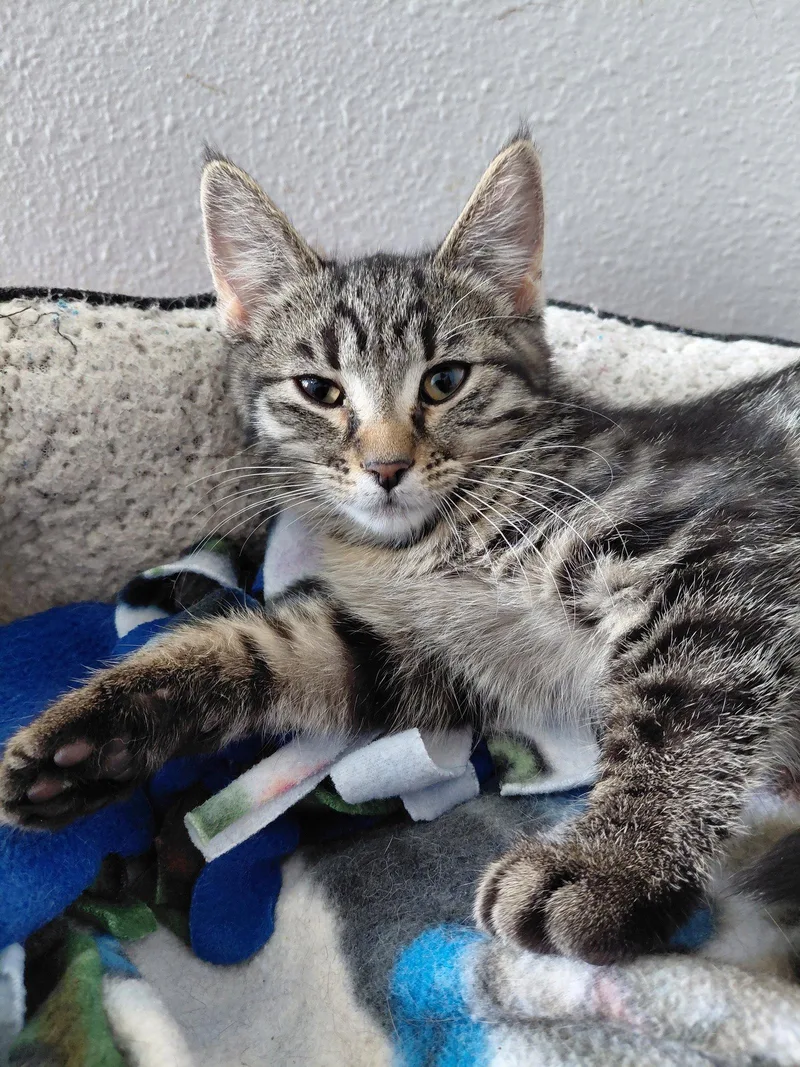 A baby medium-sized female Domestic Short Hair cat named Allie for adoption in Montello, WI