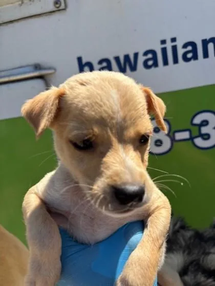 A baby small-sized male Terrier dog named Bisco for adoption in Honolulu, HI