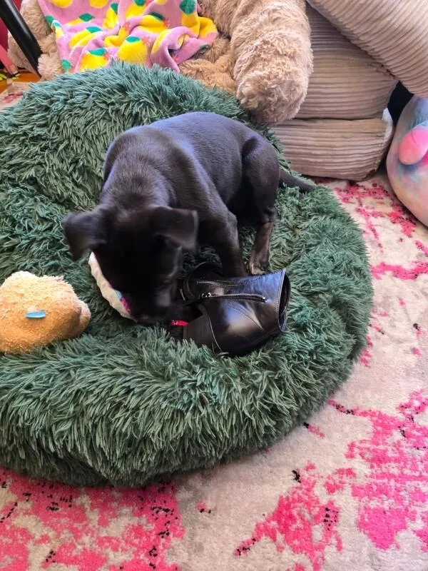 A baby medium-sized female Black Australian Cattle Dog / Blue Heeler dog named Tofu for adoption in Van Nuys, CA