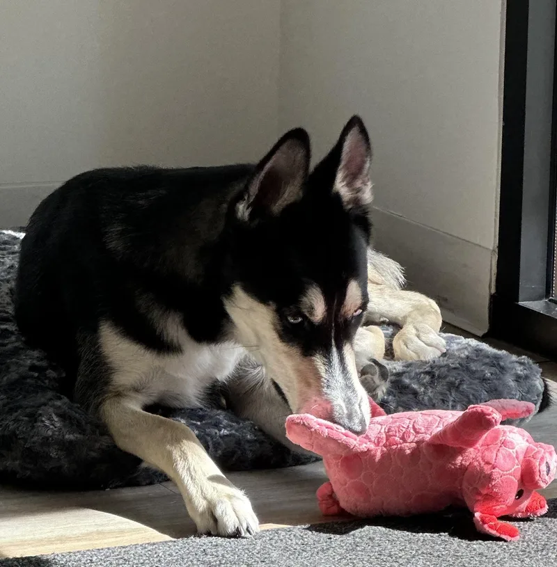 A young medium-sized male Siberian Husky dog named Cooper for adoption in Menifee, CA