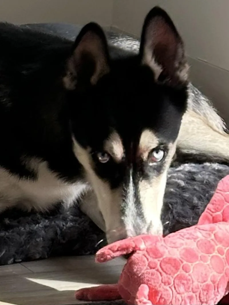 Cooper thumbnail 5