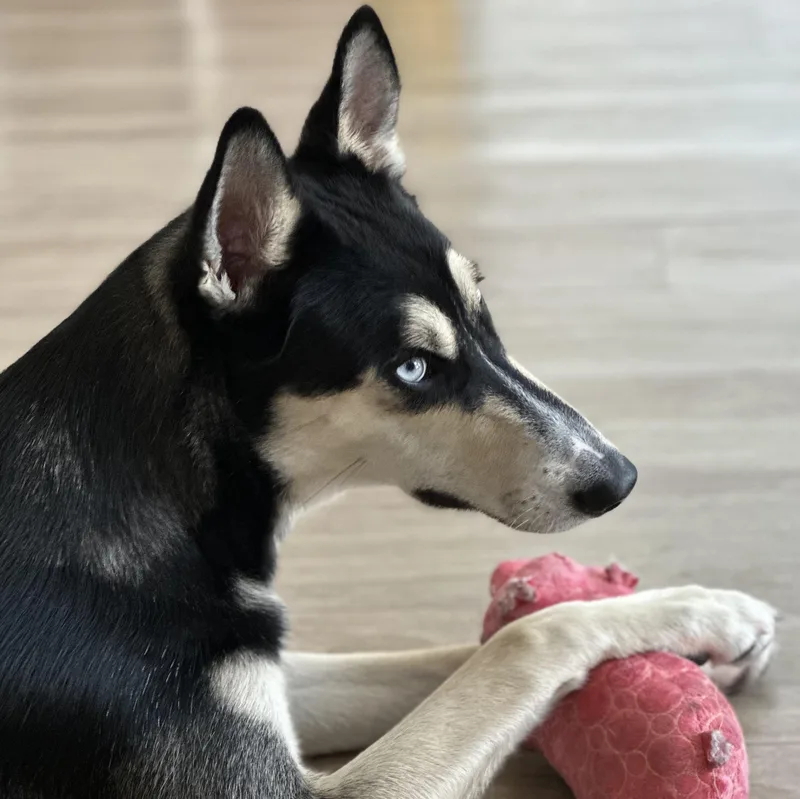 Cooper thumbnail 6