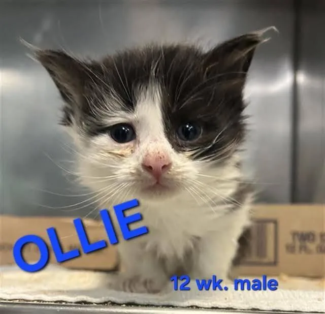 A baby medium-sized male Black & White / Tuxedo Domestic Short Hair cat named Ollie for adoption in Holbrook, NY