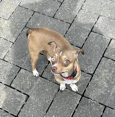 An adult small-sized male Yellow / Tan / Blond / Fawn Mixed Breed dog named Edward for adoption in Nashville, TN