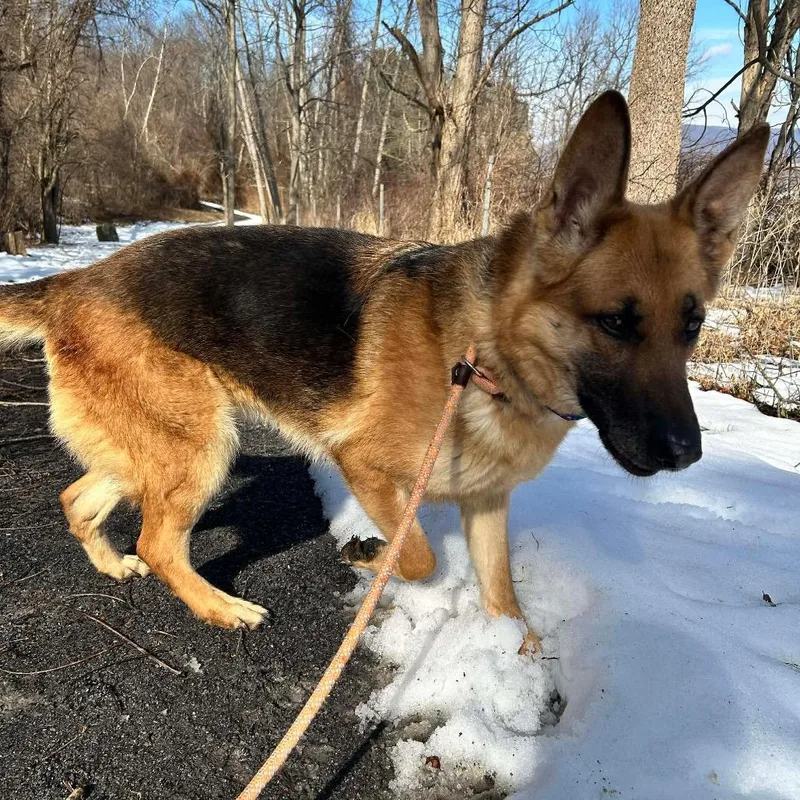 An adult large-sized female Black German Shepherd Dog dog named Freya for adoption in New Ringgold, PA